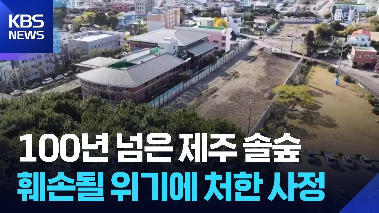 사라지는 100년 솔숲…서귀포시 우회도로 쟁점은? / KBS  2025.12.07.