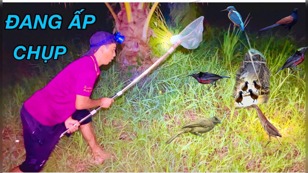 Mất Cả Đêm Tìm Chim Lạ Về Thả Avi Làm Chim Cảnh |ATK