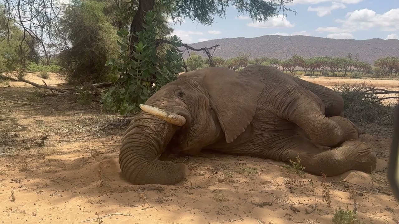Dead elephant? No! Just a sleeping bull 😴 🥱