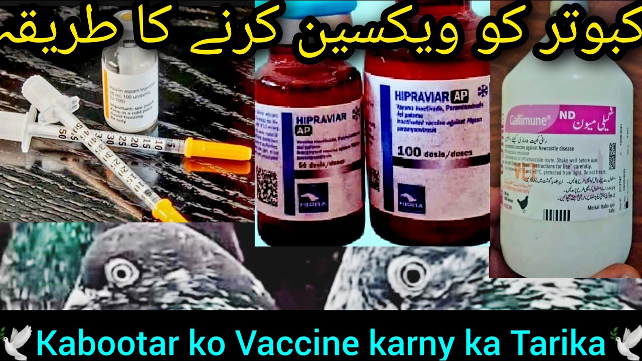 Kabootar ko vaccine karny ka tarika | kabutar ki vaccine