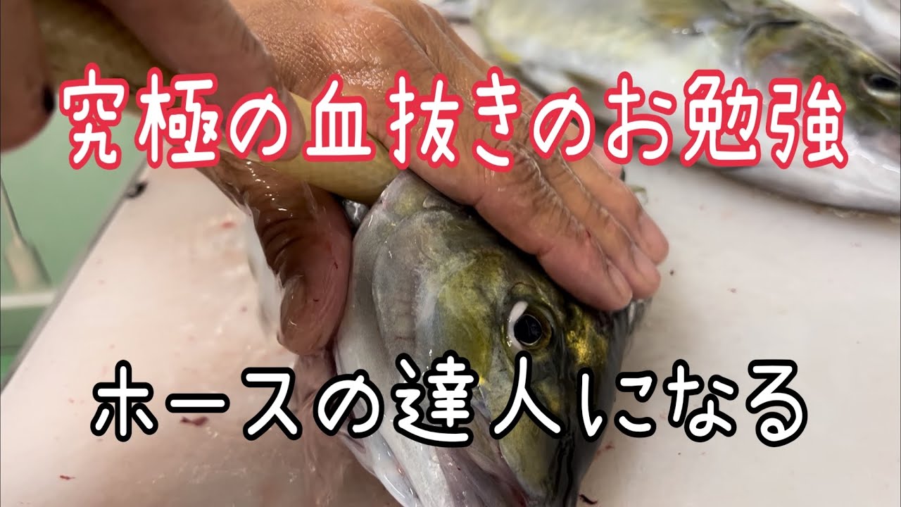 究極の血抜きのお勉強【ホースの達人になる】編 vol.450
