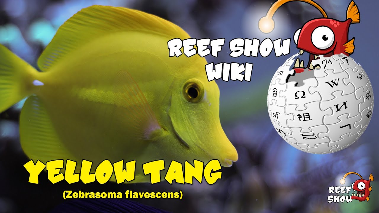 Reef Show Wiki: Yellow Tang