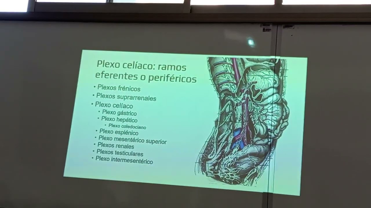Tronco simp&aacute;tico lumbar-Anato II