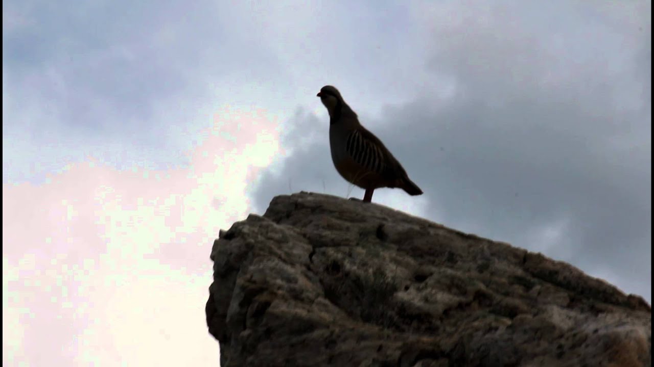 Chukar on Antelope Island calls