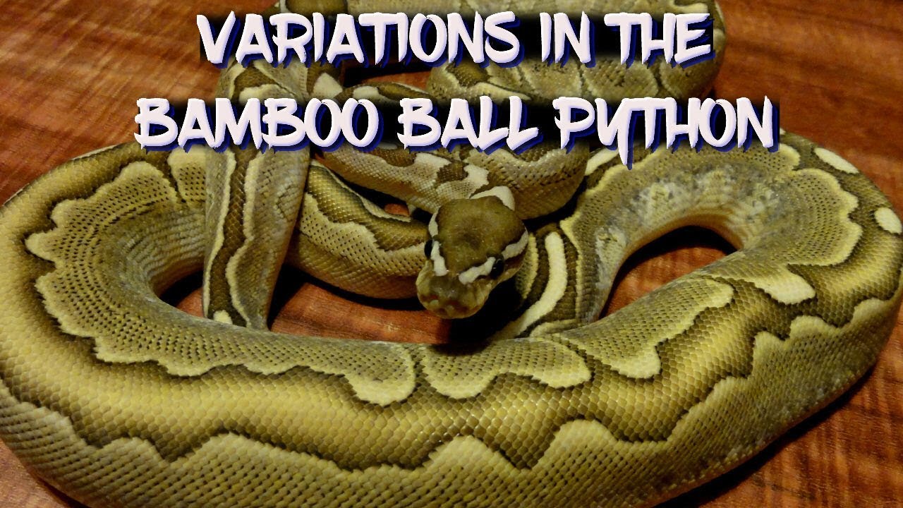 Variations in the Bamboo Ball Python