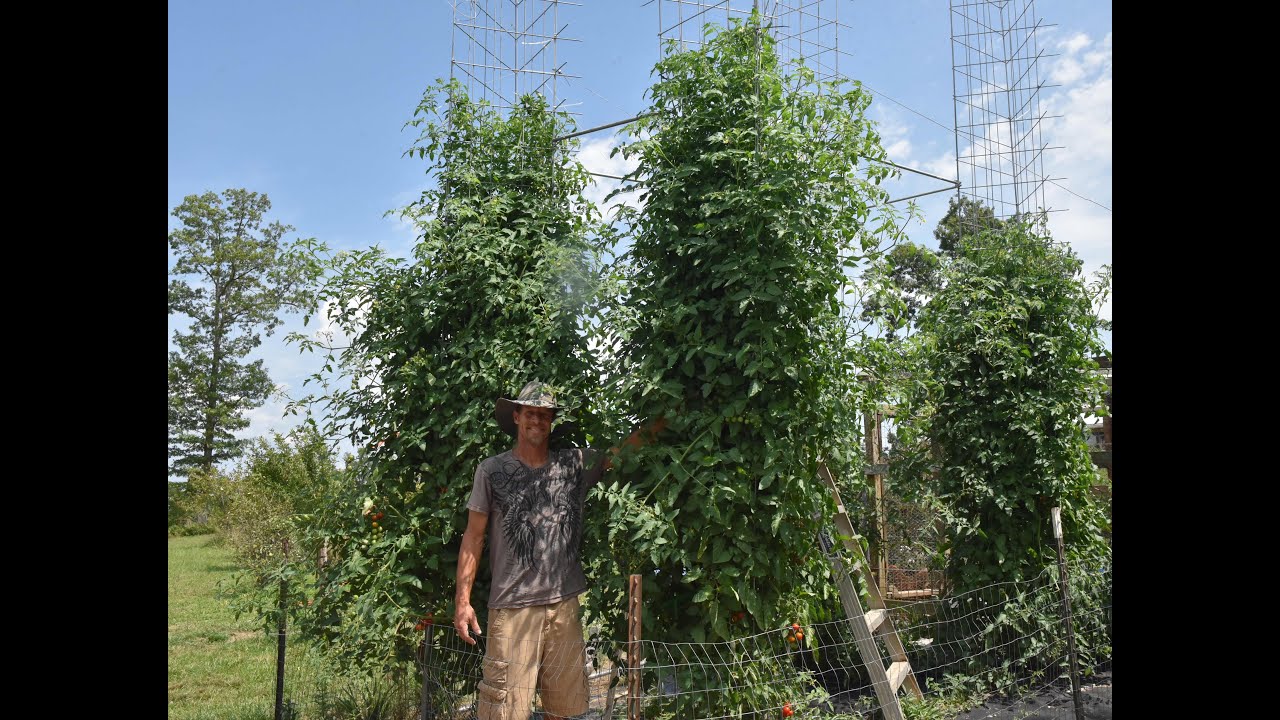 How to grow huge tomatoes. Growing monster tomato plants.( Part 4) Record size tomato plants