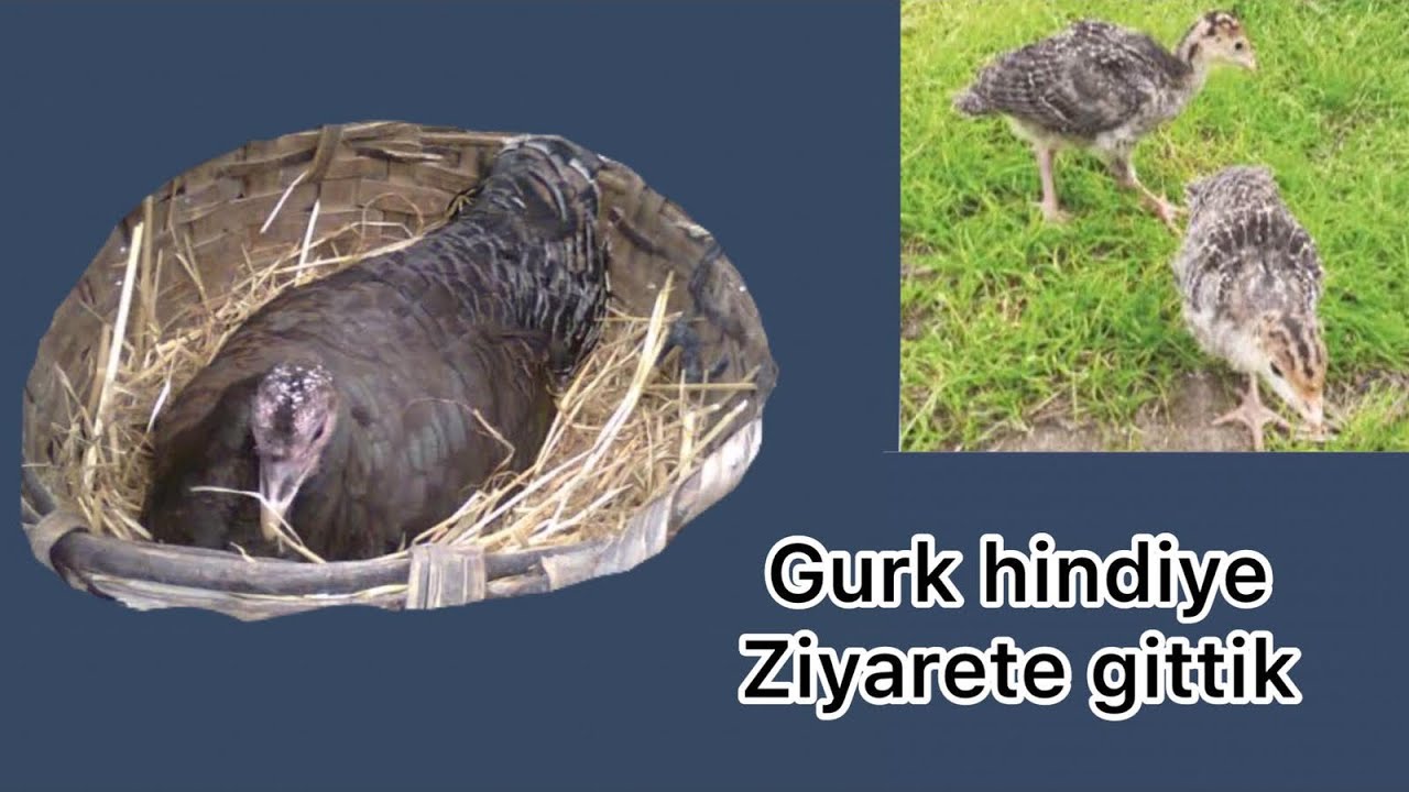 YUMURTADAN ÇIKAMAYAN CİVCİVİ KURTARDIK(Gurk Hindiler)