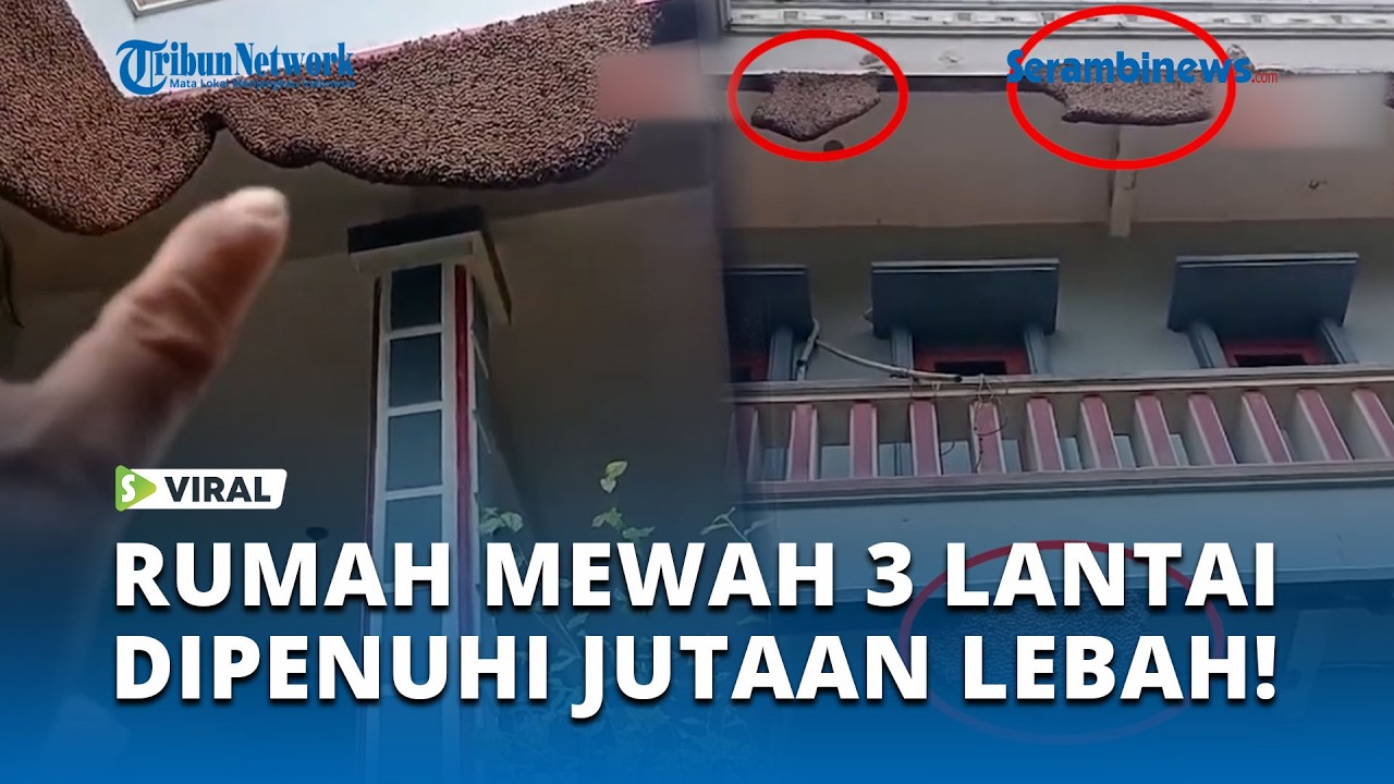 Viral! Rumah 3 Lantai Dipenuhi Jutaan Lebah, Netizen Sebut Rezeki Nomplok