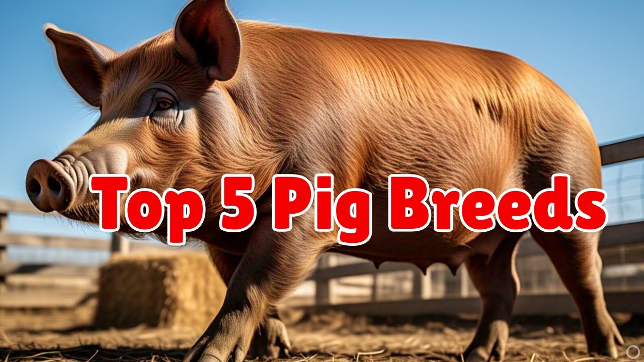 Top 5 Most Profitable Pig Breeds Every Farmer Should Know