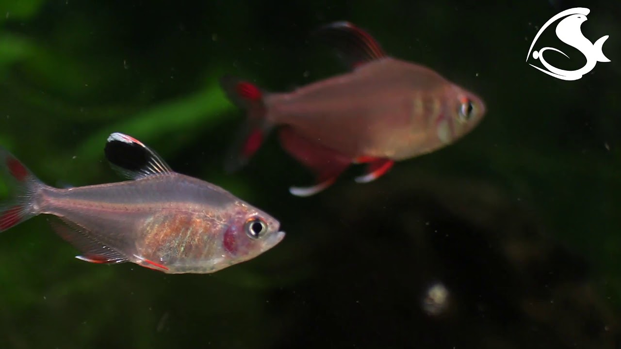 Rosy tetra - Hyphessobrycon rosaceus