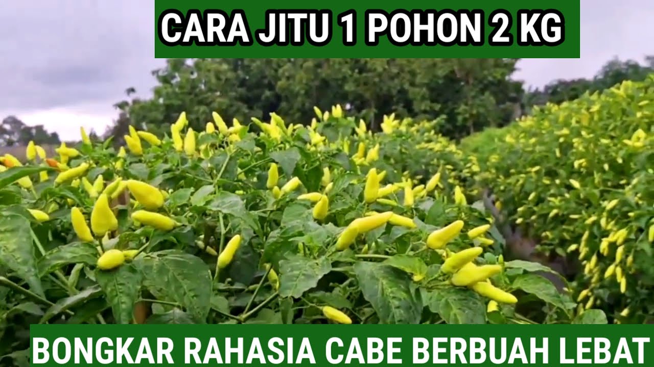 BONGKAR RAHASIA!! Cara Jitu Tanam Cabe rawit 1 Pohon 1 Kg Berbuah Lebat