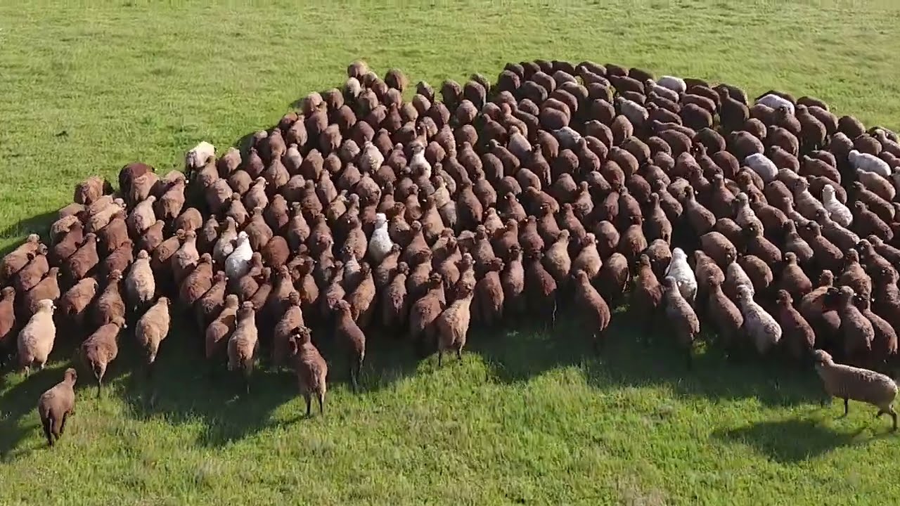 Reportagem: Cão Serra de Aires