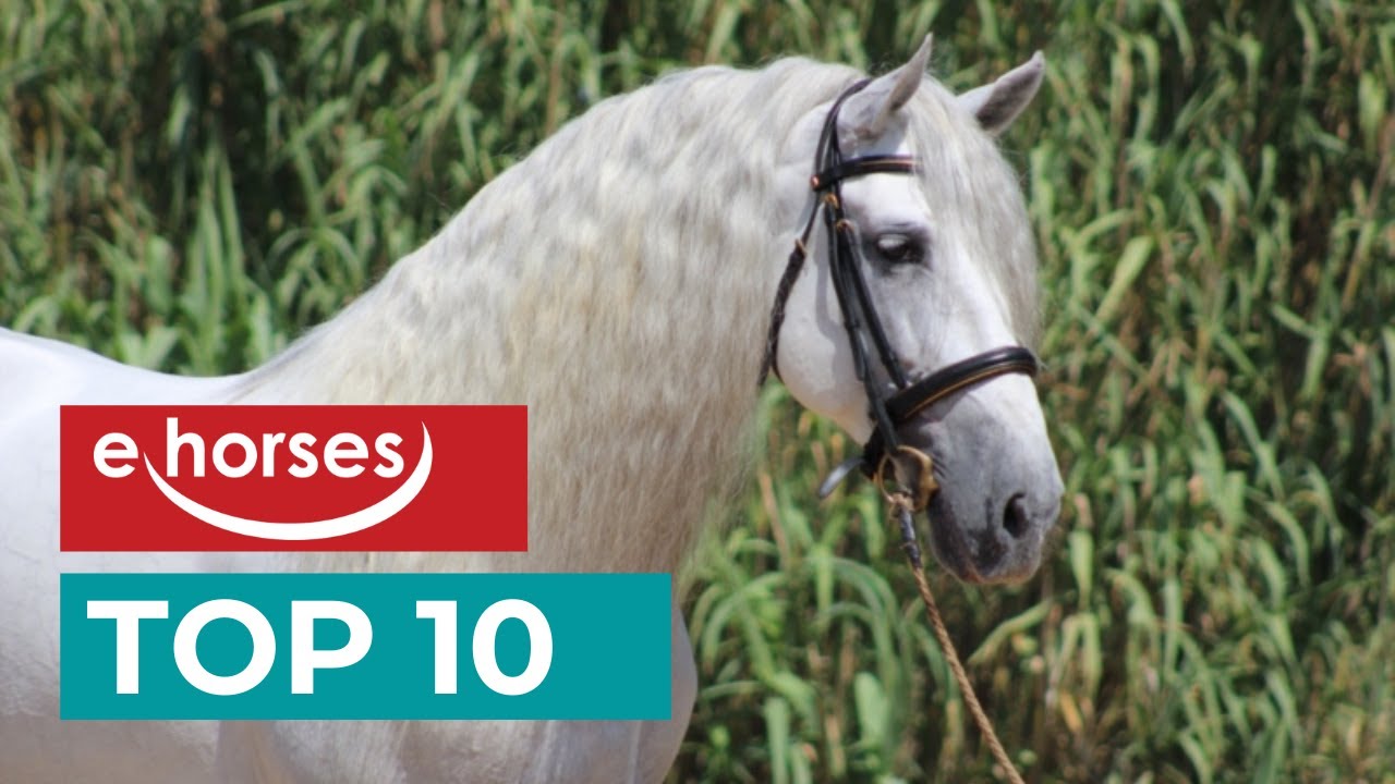 Top 10 PRE (Pura Raza Espanola)