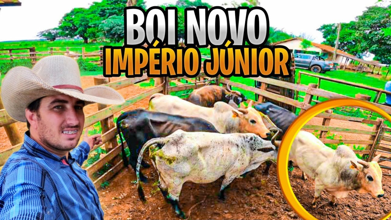 BUSCANDO NOSSO NOVA MAQUINA DE PULO IMPÉRIO JUNIOR