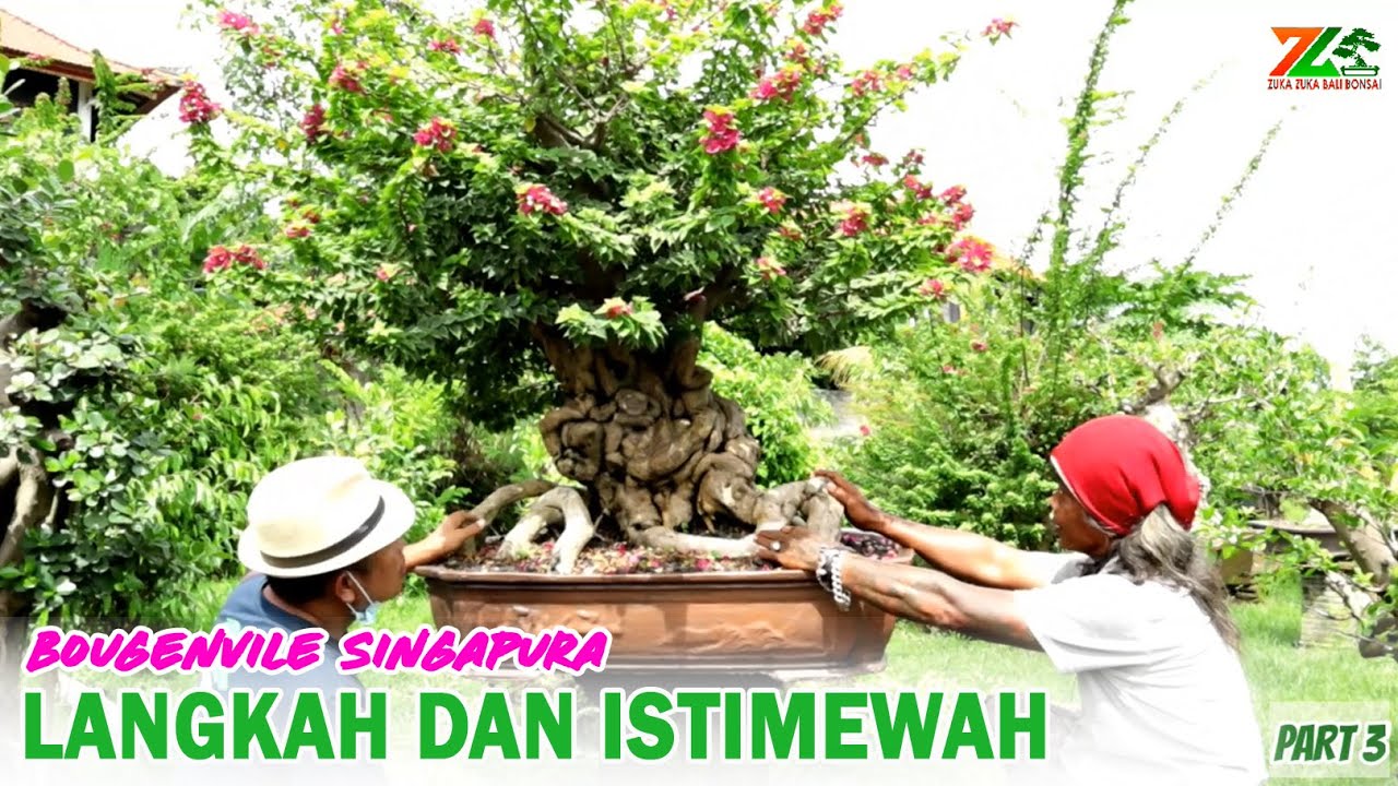 LANGKAH DAN ISTIMEWAH   