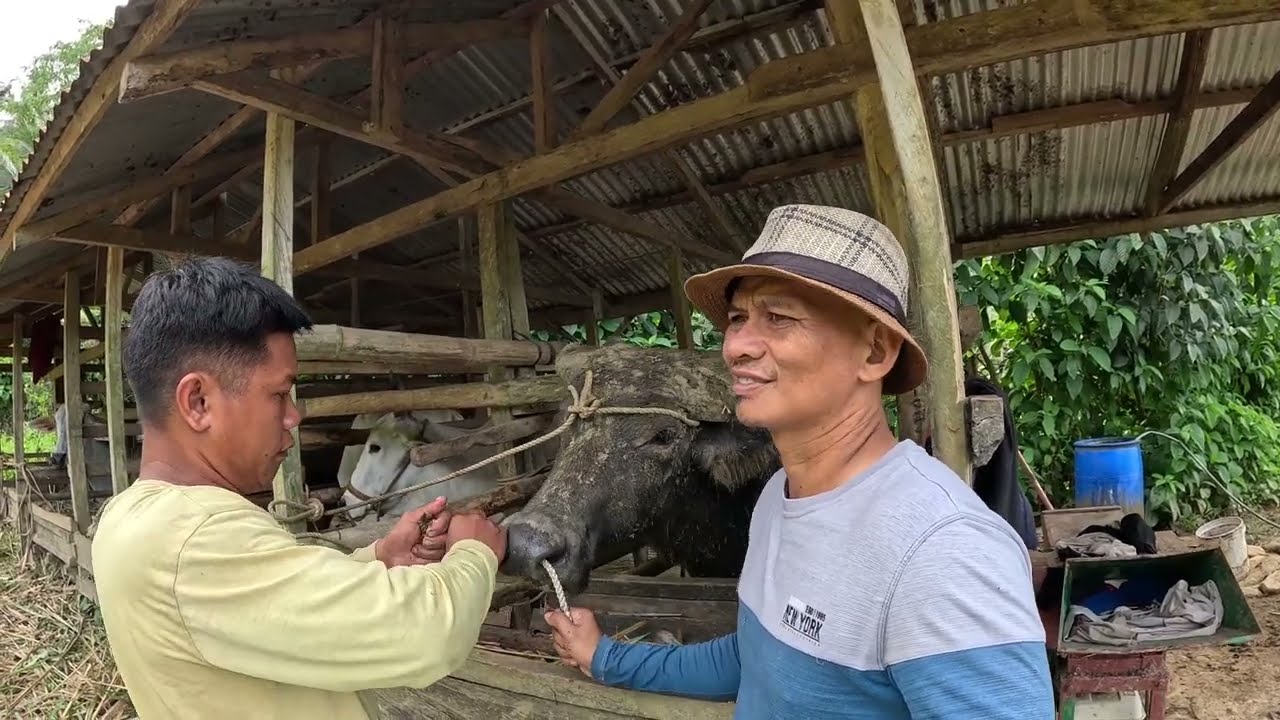 Pumunta NAMAN SA ATIN ANG NAG-ALAGA SA ATING BAKA DAHIL AYAW NA NYA AT GUSTO NA NYANG IBENTA..