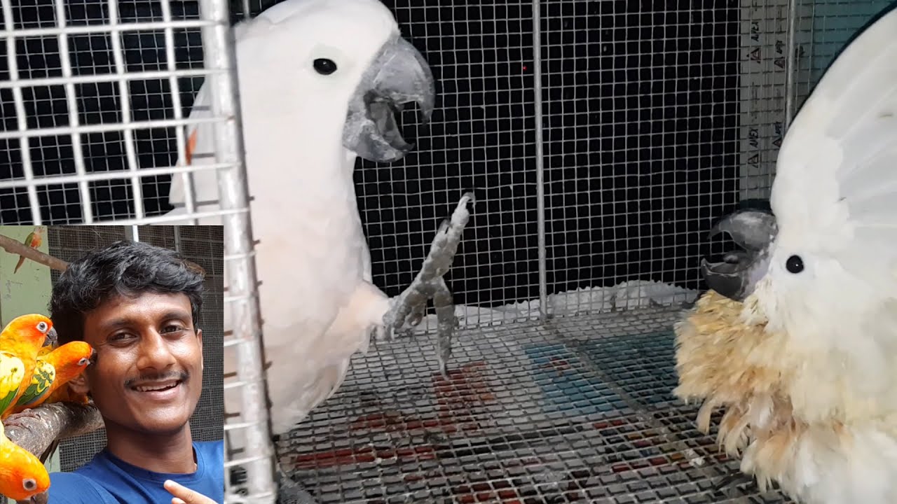 First Meeting Between Moluccan Cockatoo Manka & Umbrella Cockatoo Ganga/Know Some Besic About Birds.