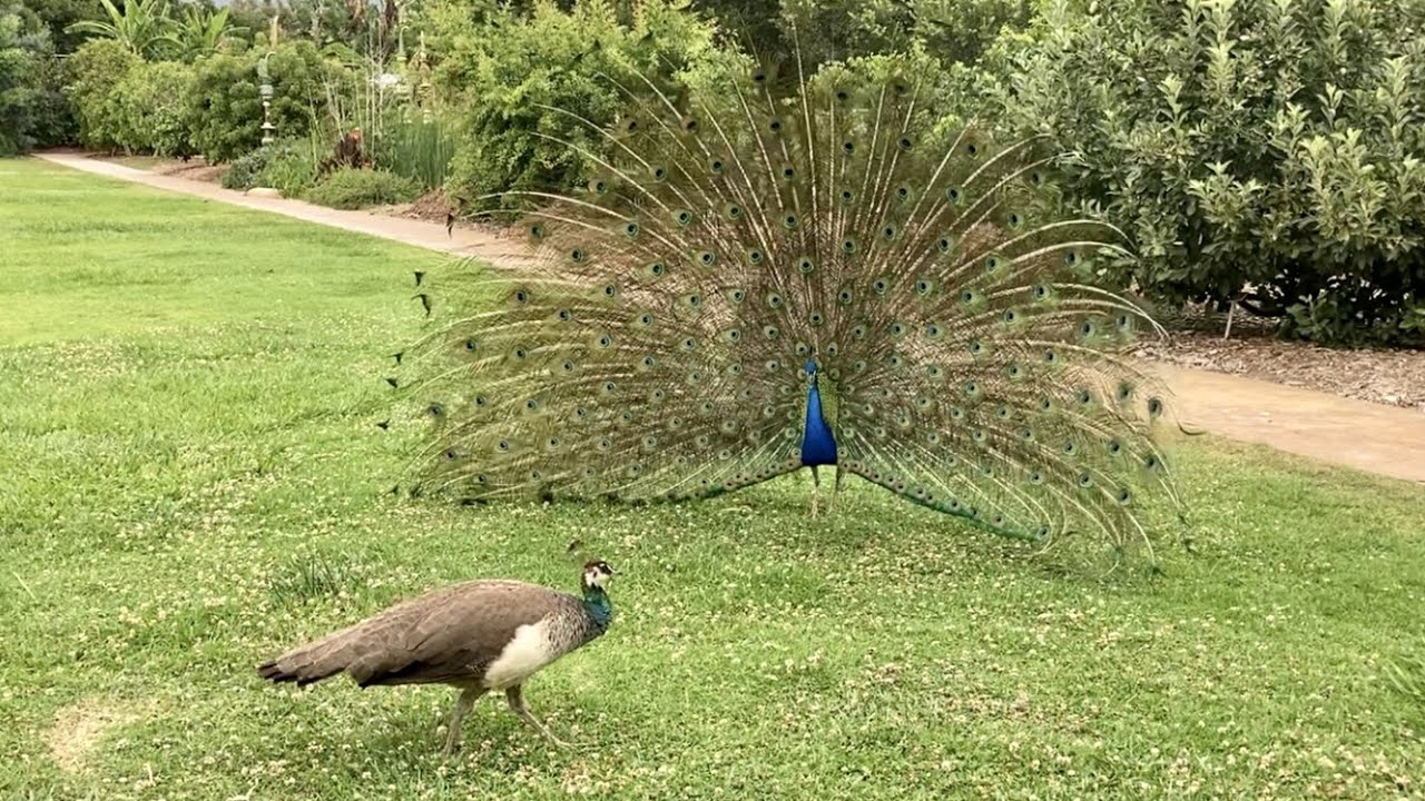 Peacock Shake and Rattle His Tail Feathers to Attract Female Peahen