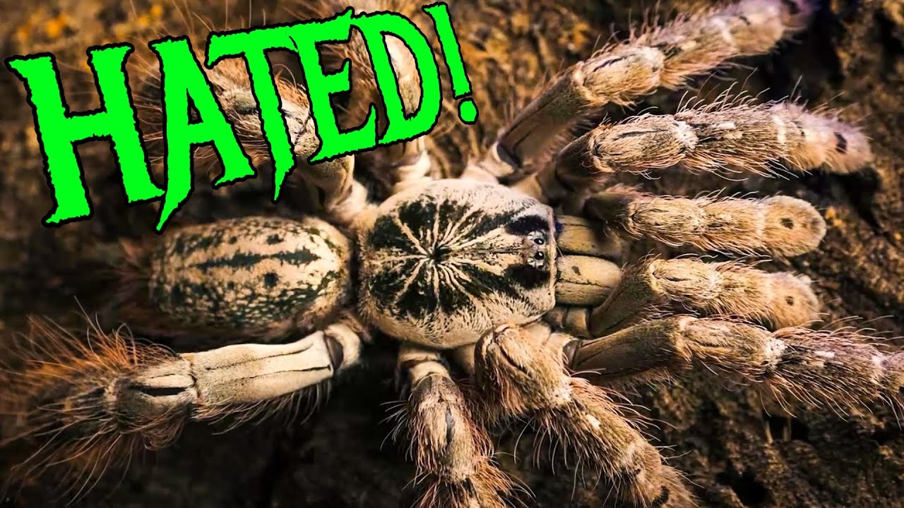 5 Tarantulas That Strike Fear Into Keepers