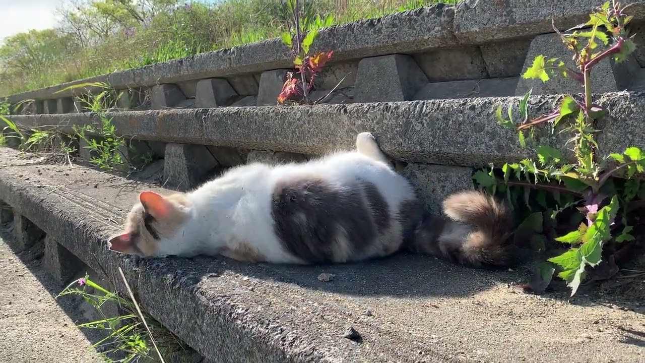 野良猫さんの1日の過ごし方