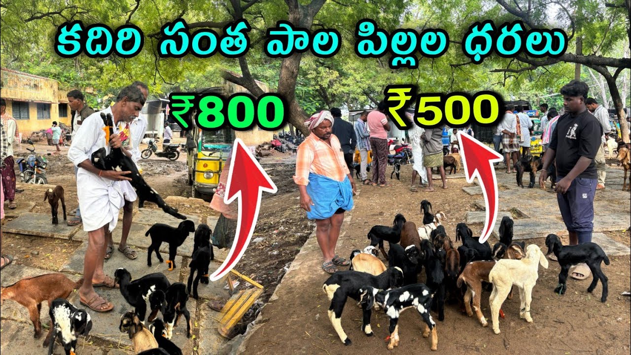 కదిరి సంత పాల పిల్లల ధరలు#kadirimarket #కదిరిసంత #milkgoats #milksheeps #kadirimilkgoasts 