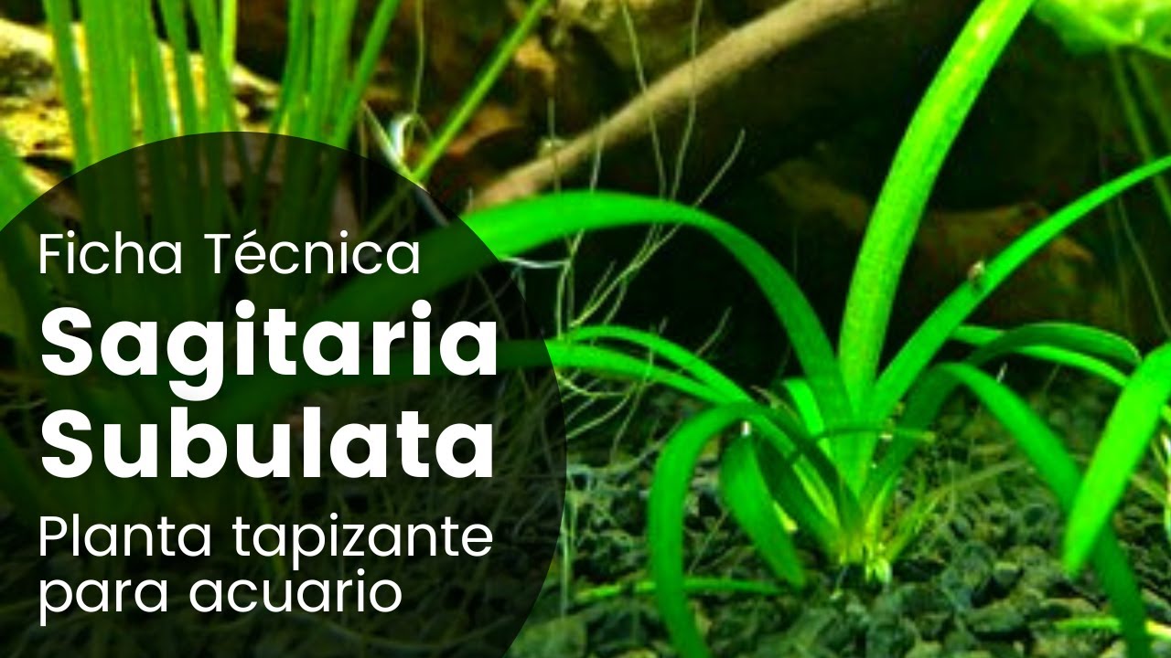Ficha T&eacute;cnica Sagitaria Subulata | Sagittaria Enana Mini | Cuidados, Como plantar, Tapizante...