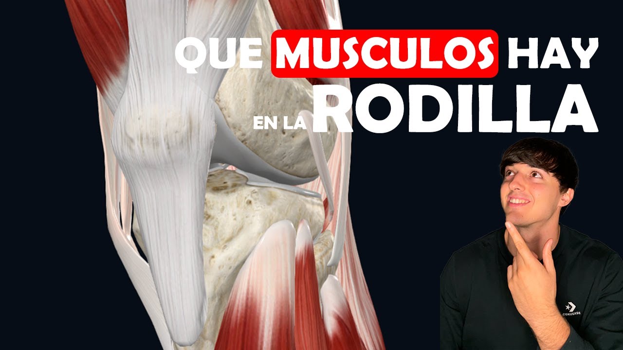 QUE MUSCULOS HAY EN LA RODILLA - Ep.14