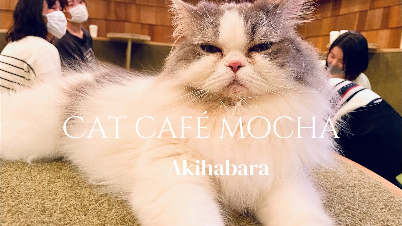 CAT CAFÉ MoCHA: Visiting Cat Café in AKIHABARA and I think they don't like me 🙄😂 #CATCAFE #AKIHABARA