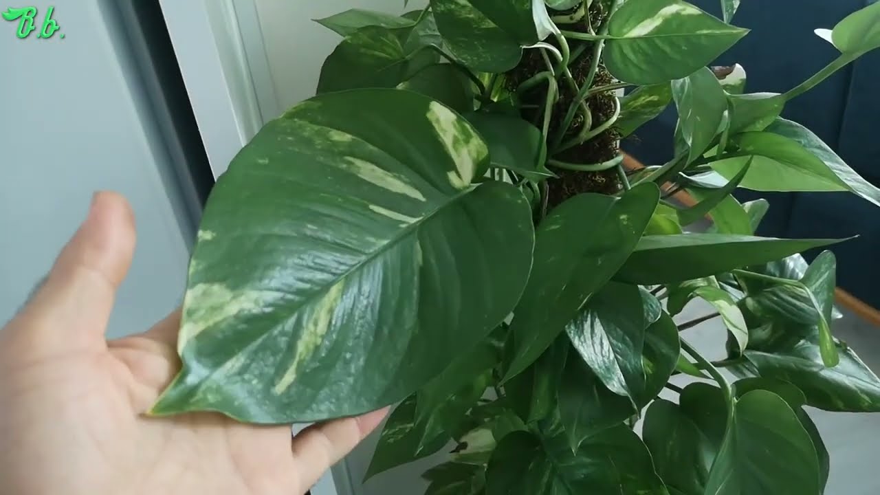 Patos (Pothos) Salon Sarmaşığı bakımı nasıl yapılır? Sopa ve yosun eklemek, saksı değiştirmek...