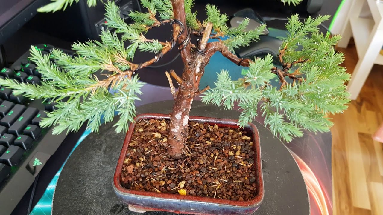 Juniper chinensis stricta