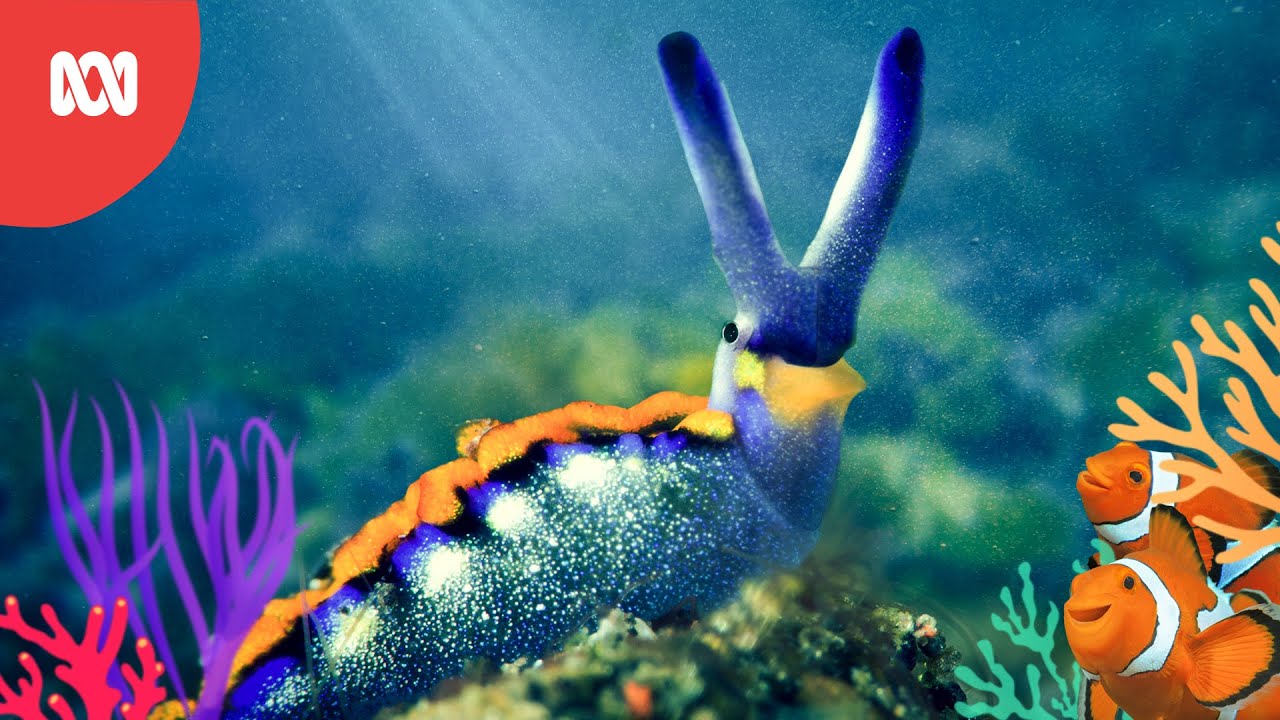 Adventurous Sea Slug | Reef School Stories | ABC Kids