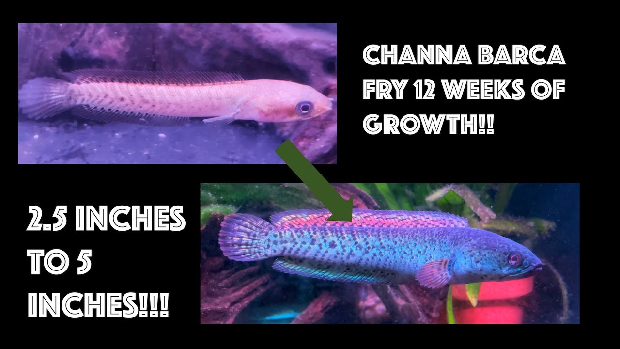 Channa Barca Fry 12 Weeks Growth Time Lapse!! 2.5 inches to 5 inches!! - Video two of two