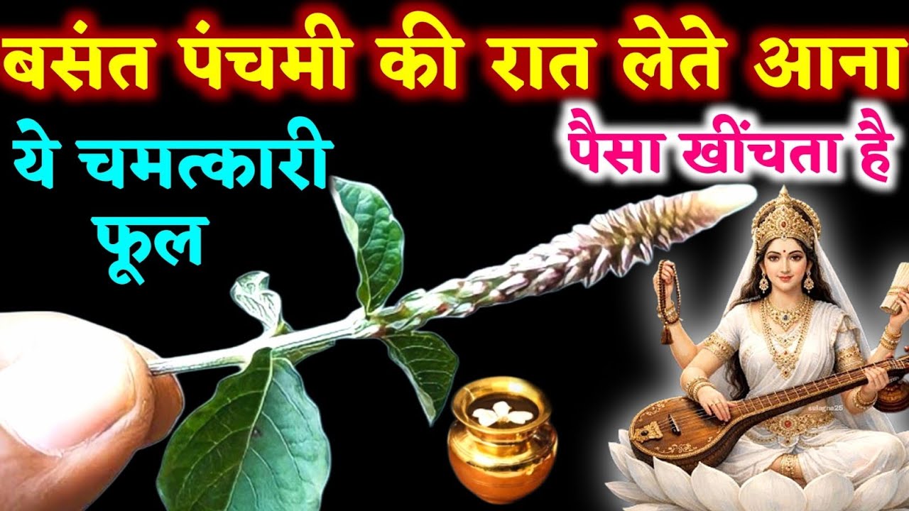 बसंत पंचमी की रात लेते आना चुप चाप ये फूल रातों रात किस्मत बदलेगी | Daily Astrology Update