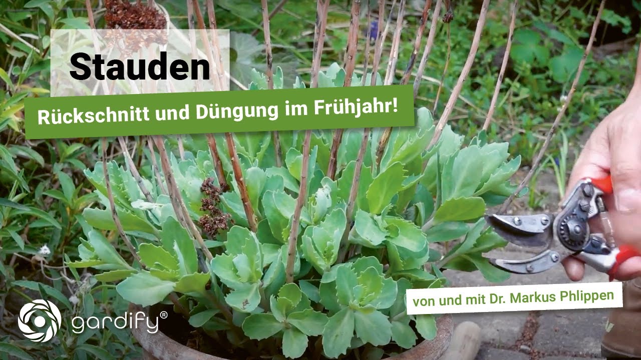 Stauden: Rückschnitt und Düngung im Frühjahr (Fette Henne, Herbstanemone)
