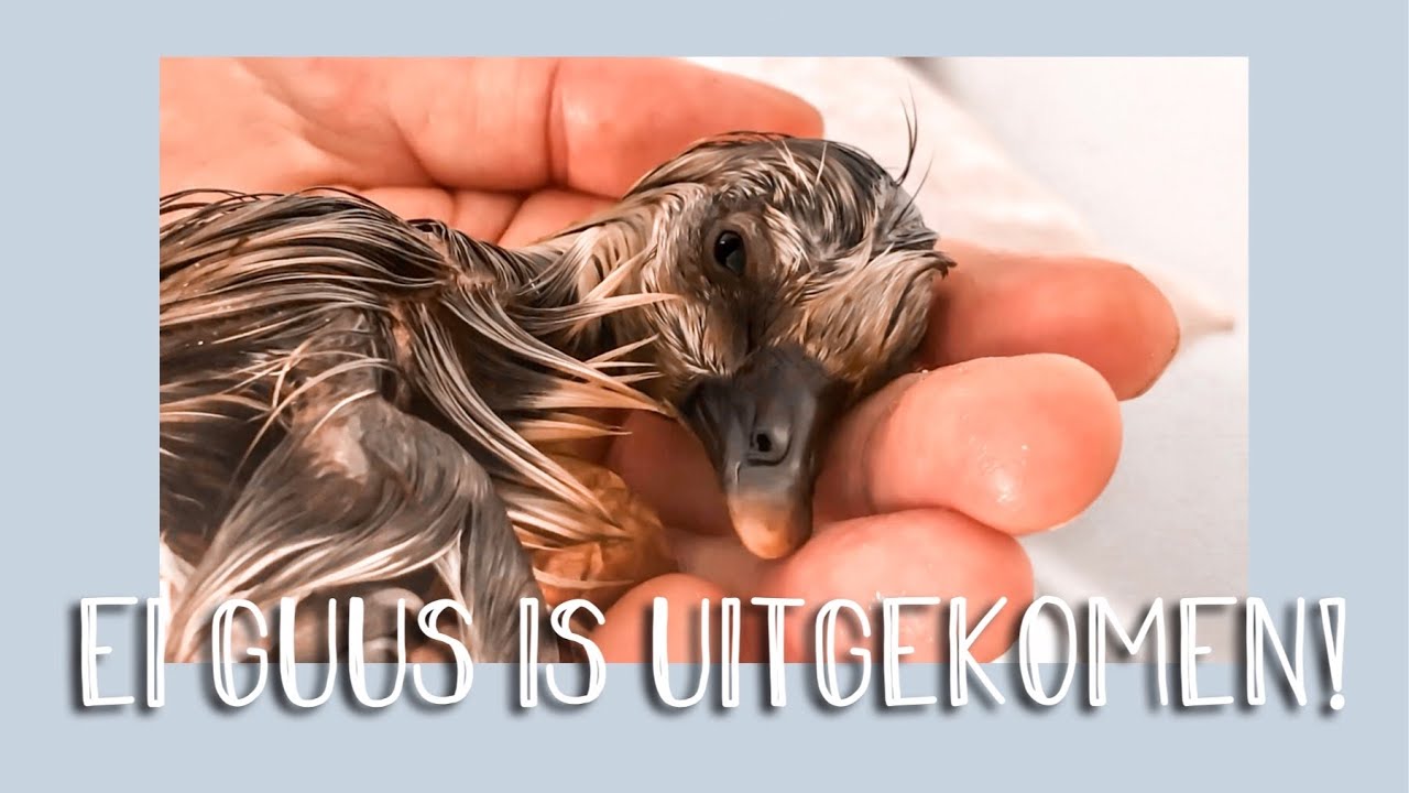 Gans Guus uit het ei helpen - VLOG 16