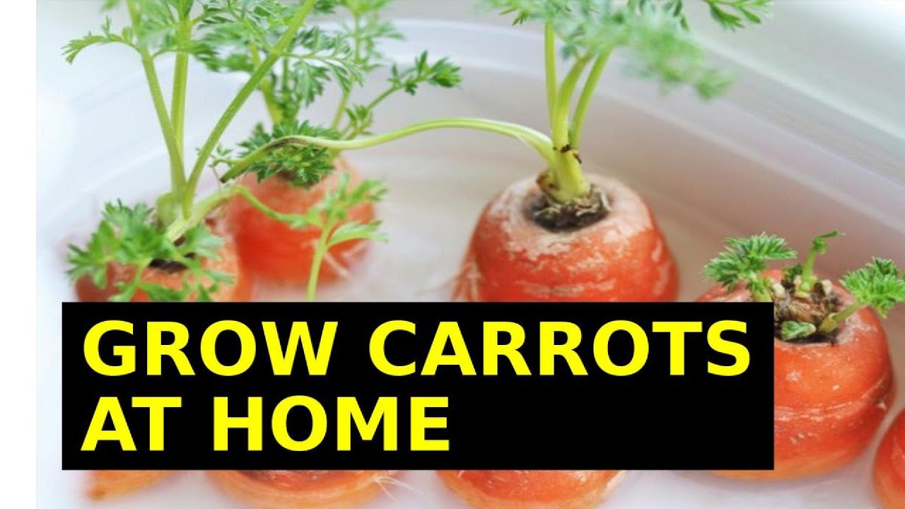 How to get seeds from your carrots for replanting every year | Carrot Propagation for Beginners 🥕