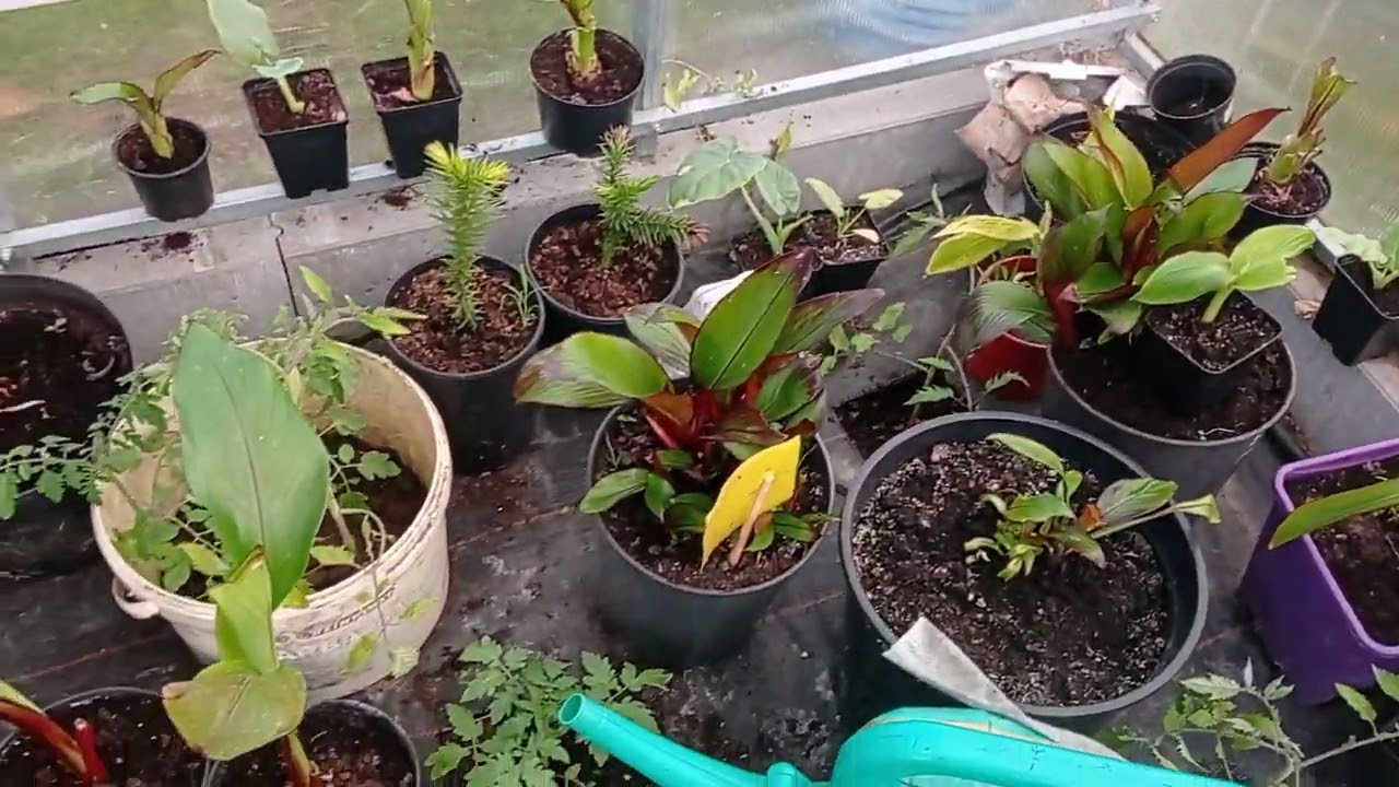 Fatalna pogoda. Połowa maja i wszystkie badyle jeszcze w szklarni ...ech ...oby do sierpnia 🙆😅
