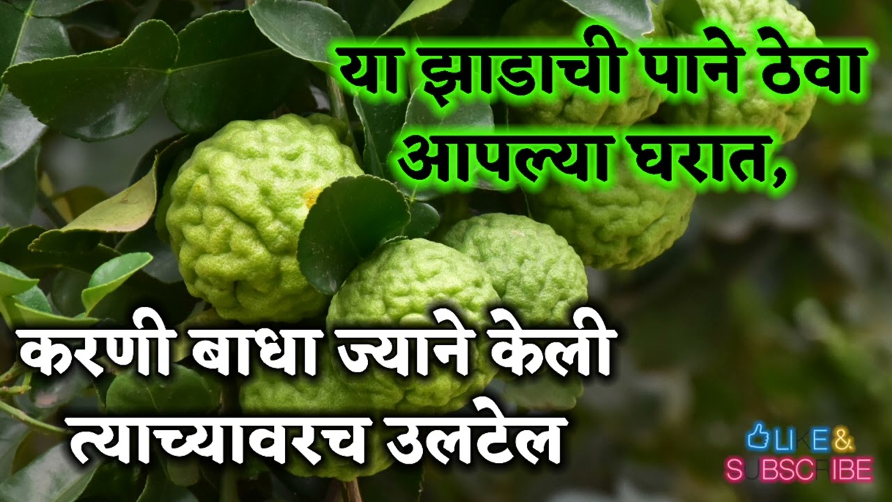 Karani Badha Upay in Marathi | करणी बाधा उपाय | या झाडाची पाने ठेवा आपल्या घरात, करणी बाधा उलटेल....