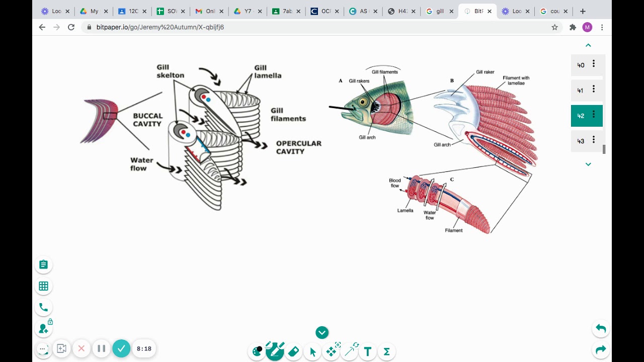 Ventilation and counter current flow in fish