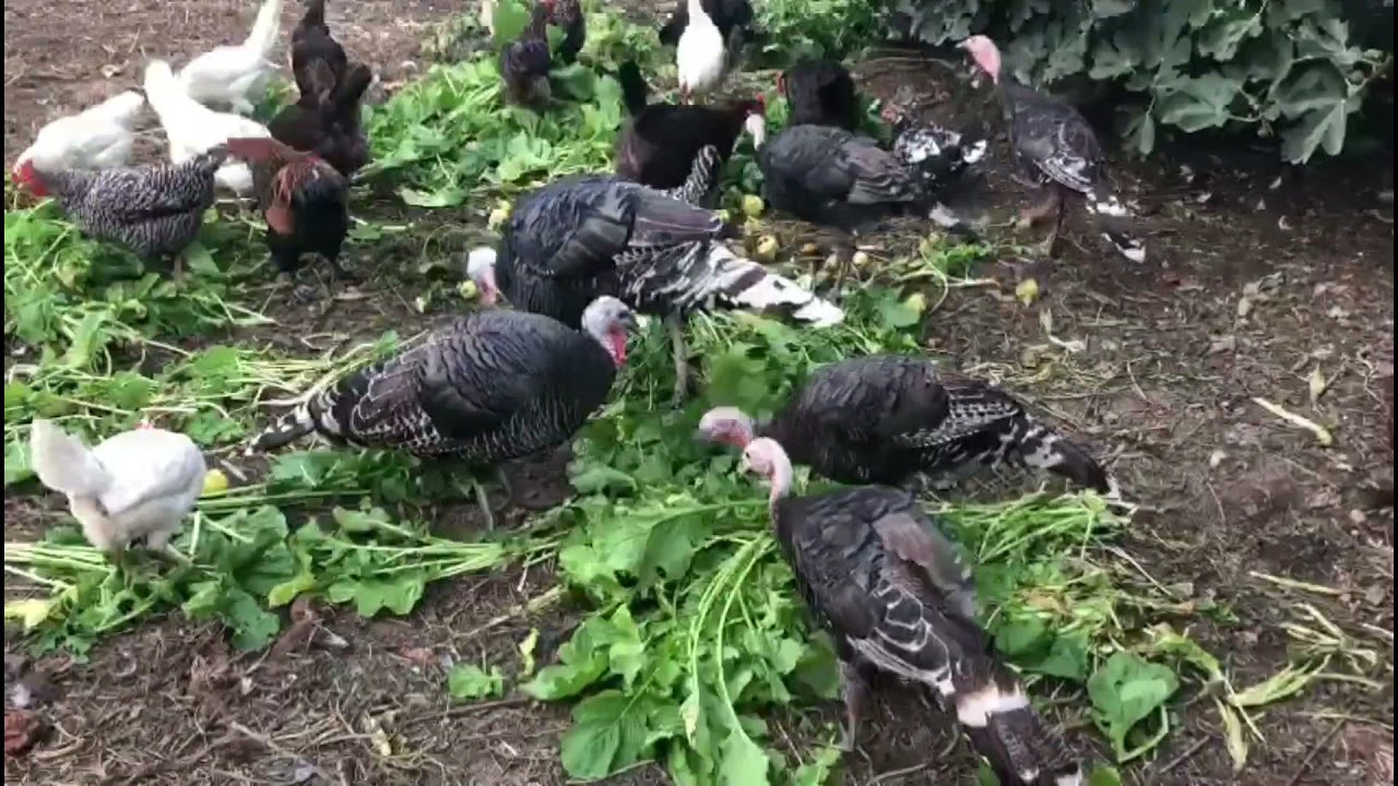 🏡✅Evoluci&oacute;n Granja Ecol&oacute;gica 🐓Gallinas, 🦢Ocas y 🦃Pavos [[🌱Grelos para los animales🌱]]