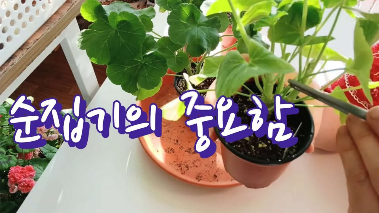 제라늄 순집기해 많은 꽃보기와 풍성한 수형유지