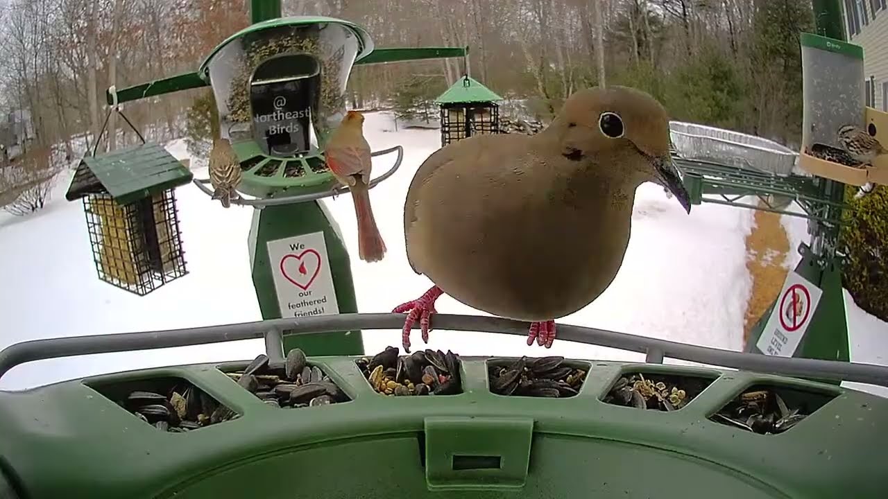 Super Triple Feeder in New England! Real birds no AI! Goldfinch, Savanah Sparrow, Nuthatch, Cardinal