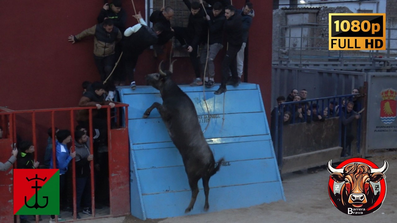 Plasencia de Jalón. Suelta de Vacas | 07/02/2026 | Ganad. El Ancla