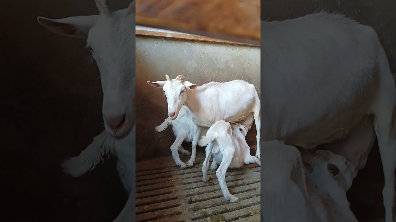 Австрия Занин эчки боласи, 2-туғишда эрталабки 1 соғими 4/5 литрдан берди