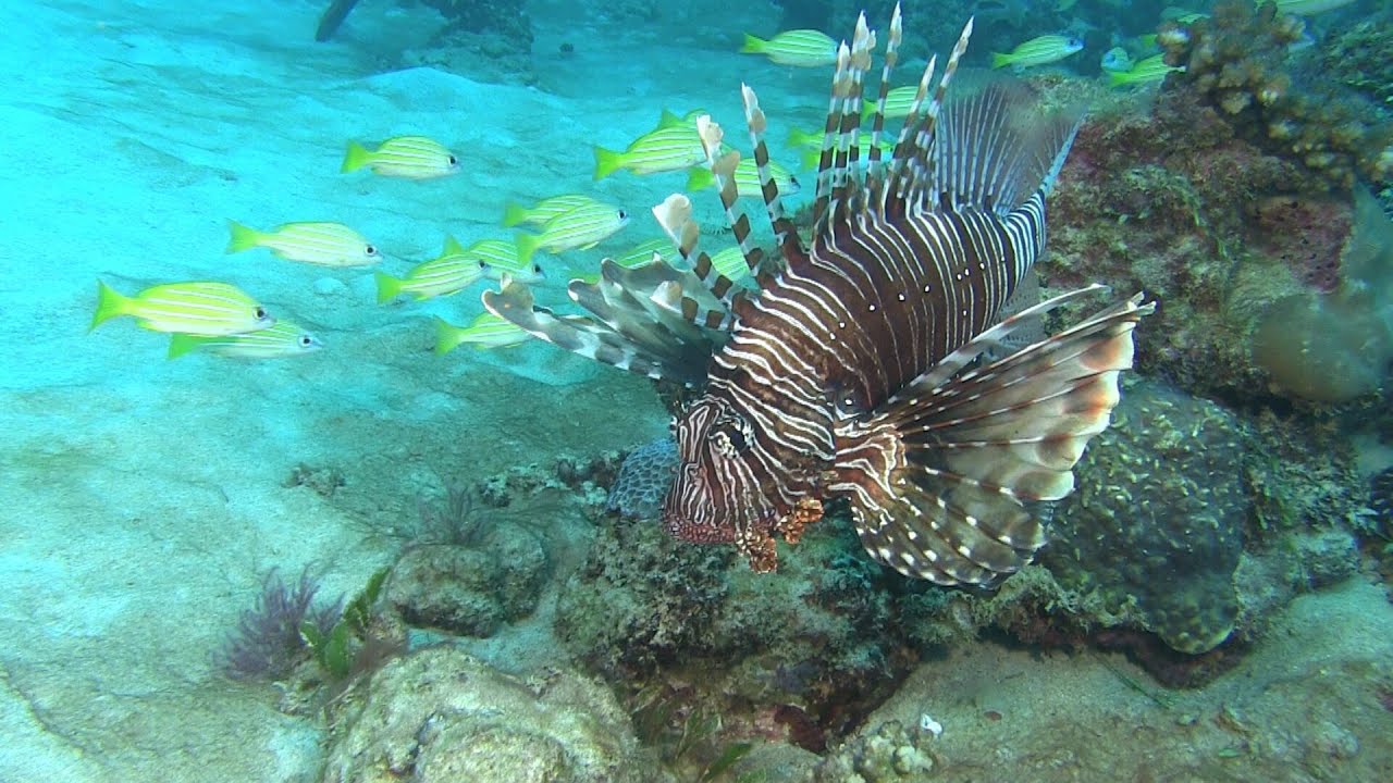 Unterwasserwelt Mauritius