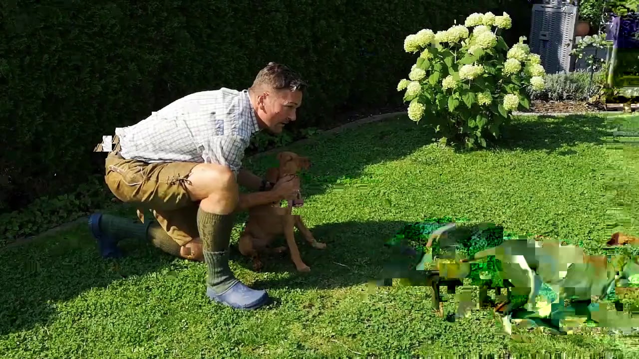 Pr&auml;gung des Jagdhundewelpen