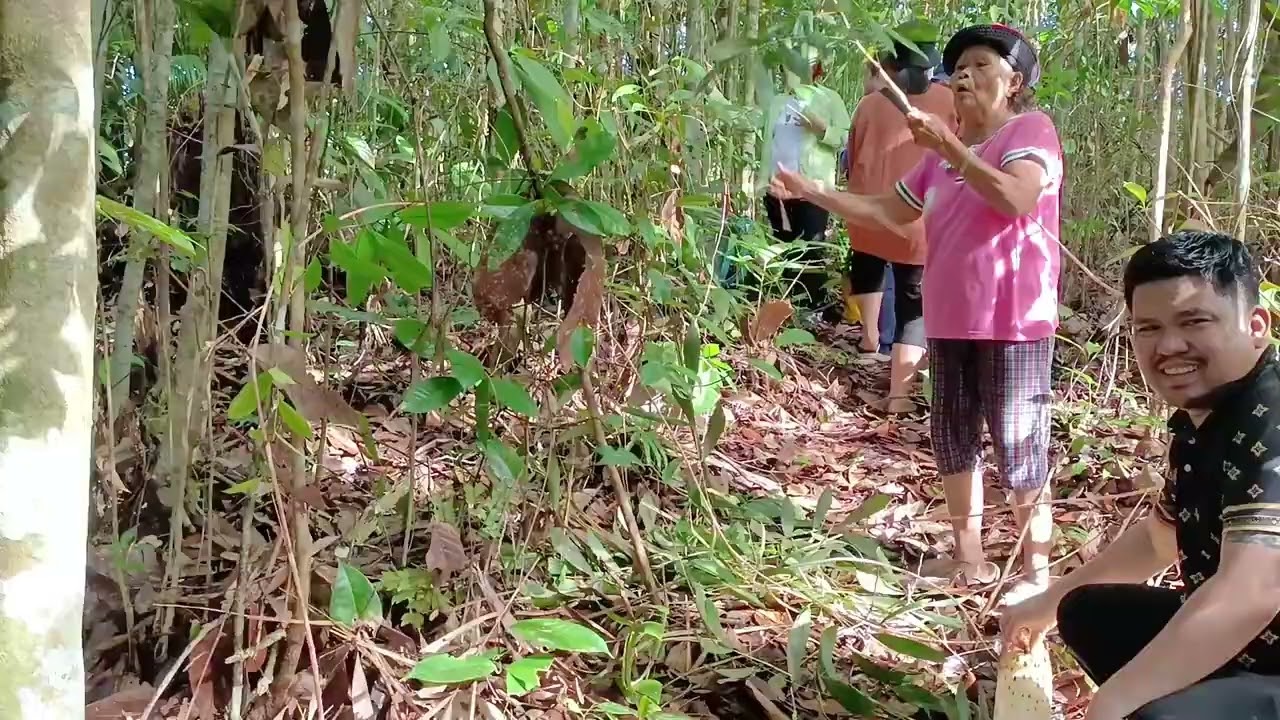 Kecoh dalam hutan mengambil umbut Pantu/bbq dan makan-makan bersama/saudara sebelah mak 
