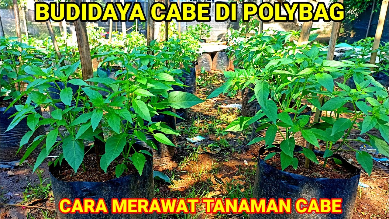 PERAWATAN TANAMAN CABE DI POLYBAG-AGAR SUBUR DAN BERBUAH BANYAK