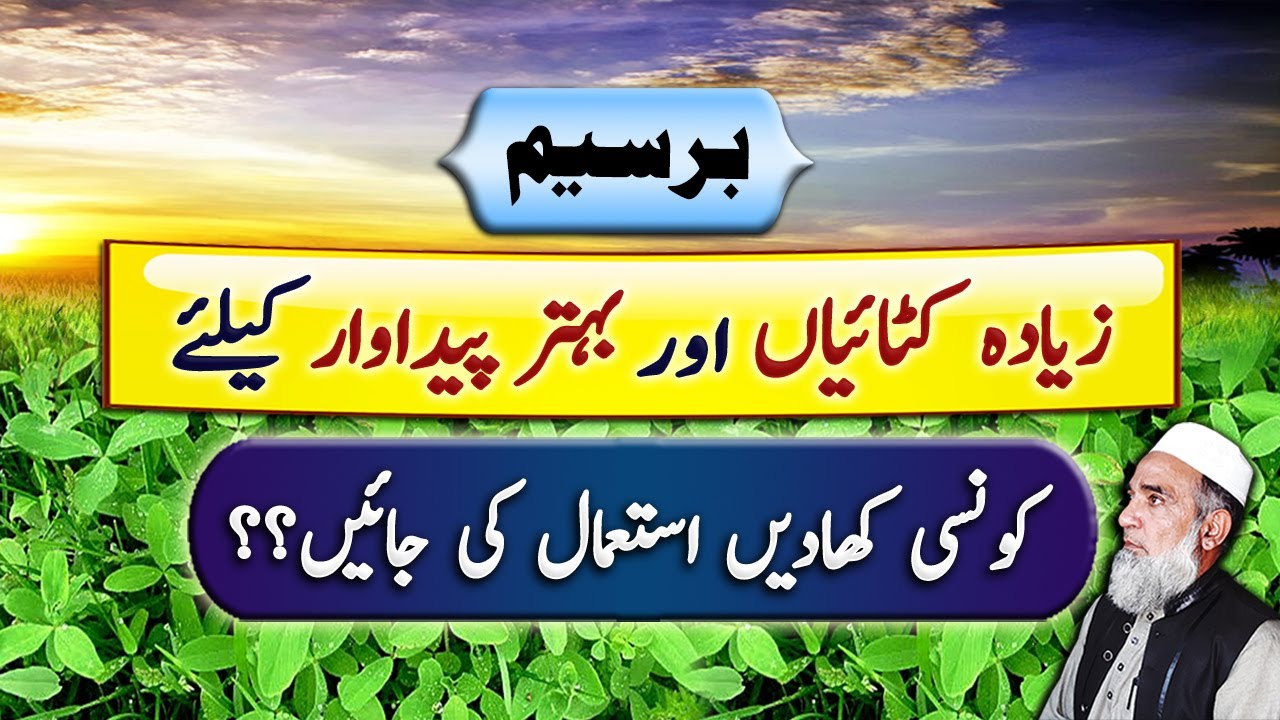 Fertilizers for Berseem | Best fertilizer plan for Berseem | Crop Reformer