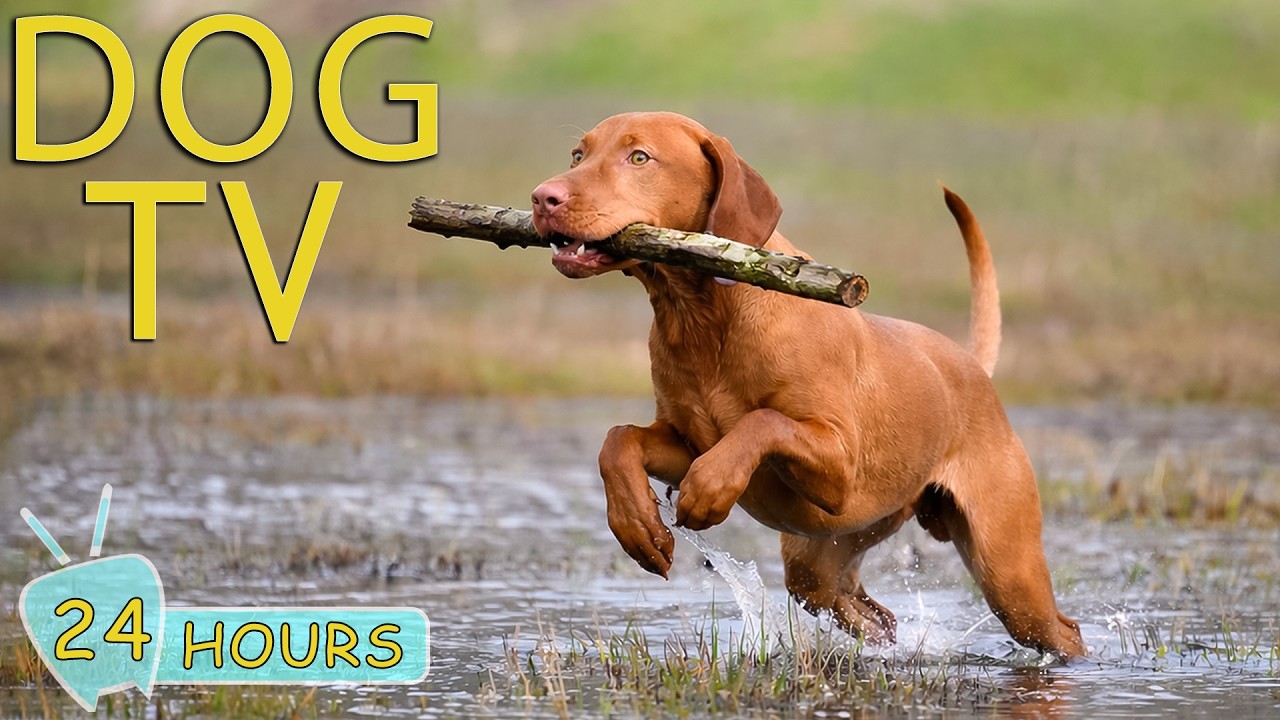 DOG TV: Best Video Anti-Anxiety for Dogs to Watch When Home Alone - Happy Music for Dogs